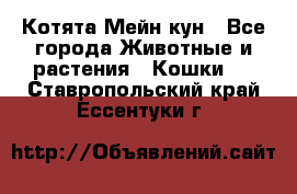 Котята Мейн кун - Все города Животные и растения » Кошки   . Ставропольский край,Ессентуки г.